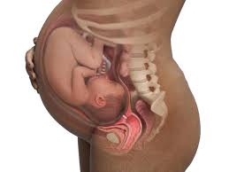 pregnancy
