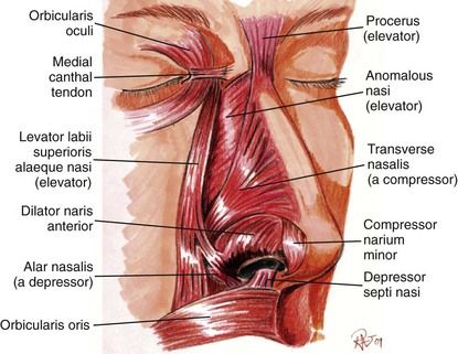 Medical Rhinoplasty Mechanisms of Action